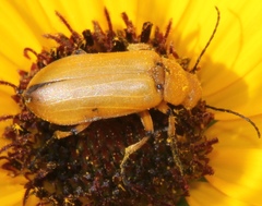 Nemognatha punctulata