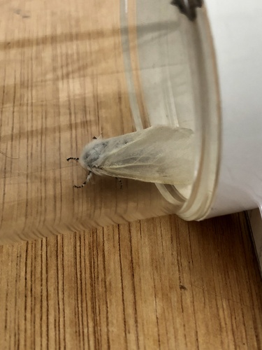 White Satin Moth, Hoeksche Waard, Heinenoord, Zuid-Holland, NL, photo 10 of 10