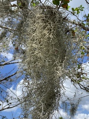 Tillandsia usneoides