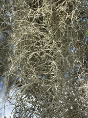 Tillandsia usneoides