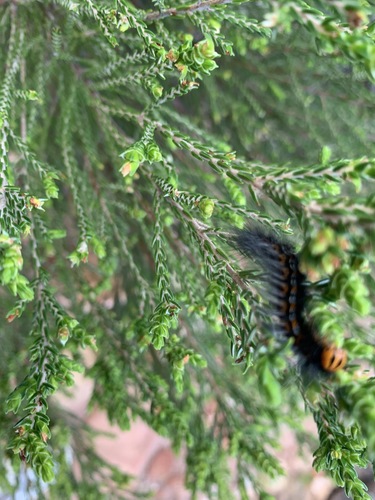Photo of Mountain White-spot (Mesocelis monticola)