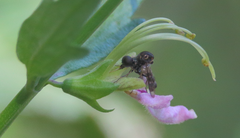 Megalybus pictus