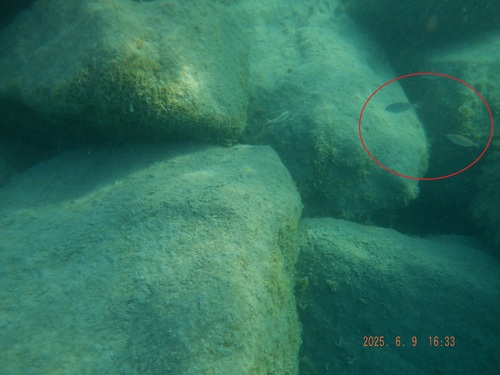 Siganus rivulatus