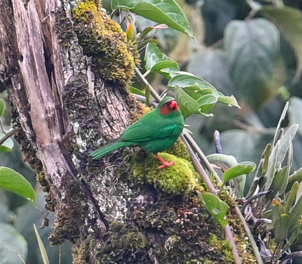 Grass-green Tanager illustration