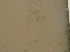 Poeciliidae