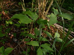 Arisaema stewardsonii