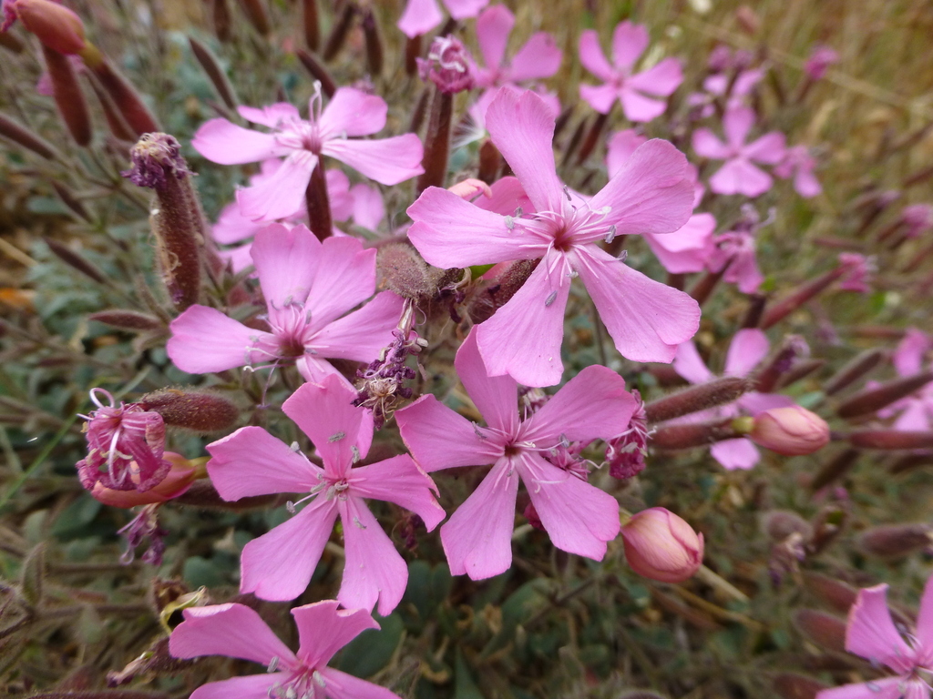 Saponaria cypria