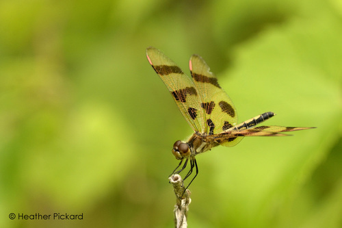 Halloween Pennant, photo 2 of 7