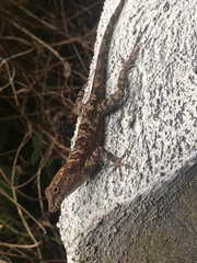 Anolis cristatellus cristatellus