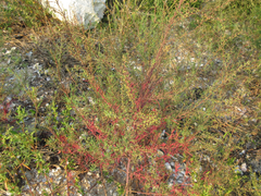 Suaeda glauca