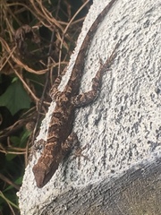 Anolis cristatellus cristatellus