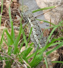 Sceloporus olivaceus