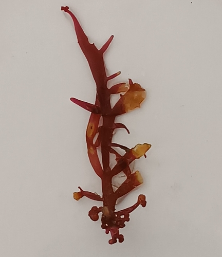 Chondracanthus teedei observed 2025-05-21