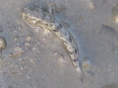 Periophthalmus modestus