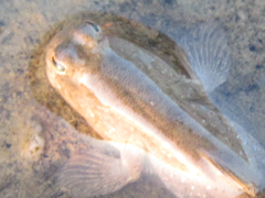 Periophthalmus modestus