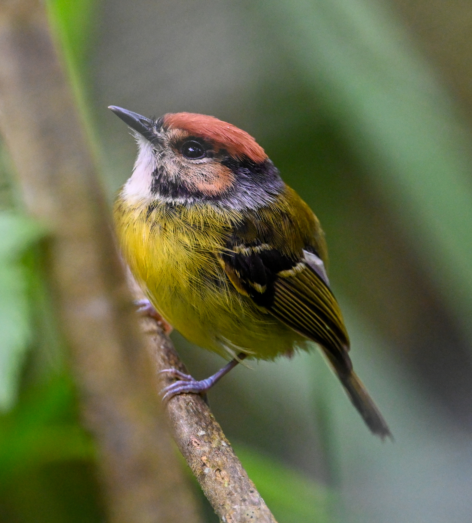 Rufous-crowned Tody-Flycatcher (Poecilotriccus ruficeps), photo 9
