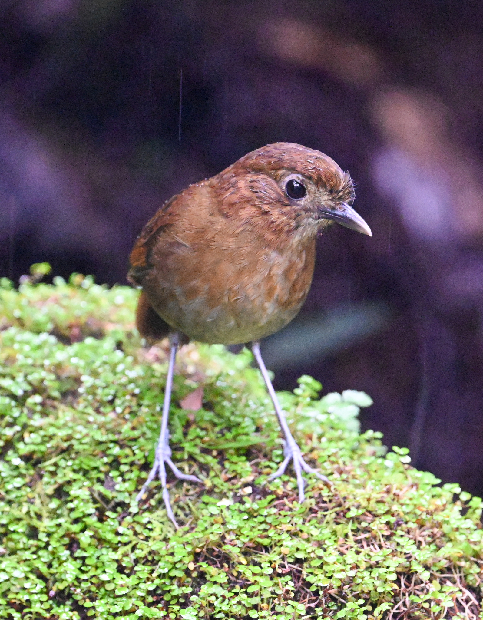 Brown-banded Antpitta (Grallaria milleri), photo 6