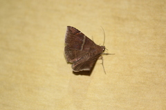 Ophisma