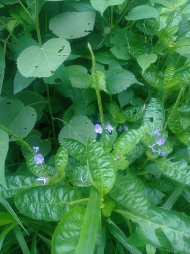 Stachytarpheta jamaicensis