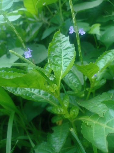 Stachytarpheta jamaicensis