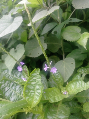 Stachytarpheta jamaicensis