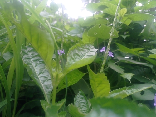 Stachytarpheta jamaicensis