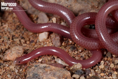 Gambia Blind Snake photo 2