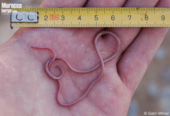 Gambia Blind Snake photo 3