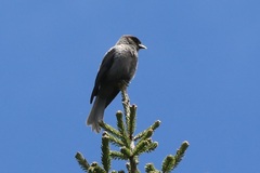 Sichuan Jay photo 4