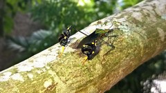 Diactor bilineatus