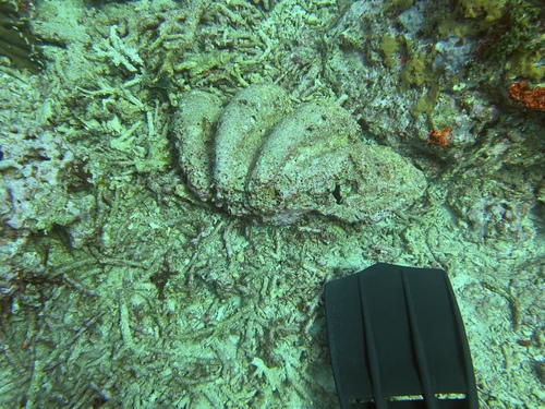 Giant Clam