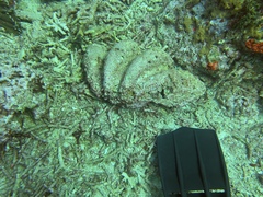 Giant Clam