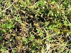 Ablepharus kitaibelii