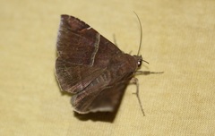 Ophisma