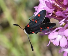 Zygaena lavandulae