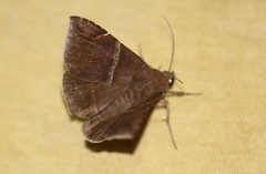 Ophisma