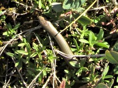 Ablepharus kitaibelii