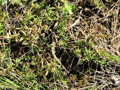 Ablepharus kitaibelii