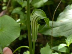Arisaema stewardsonii