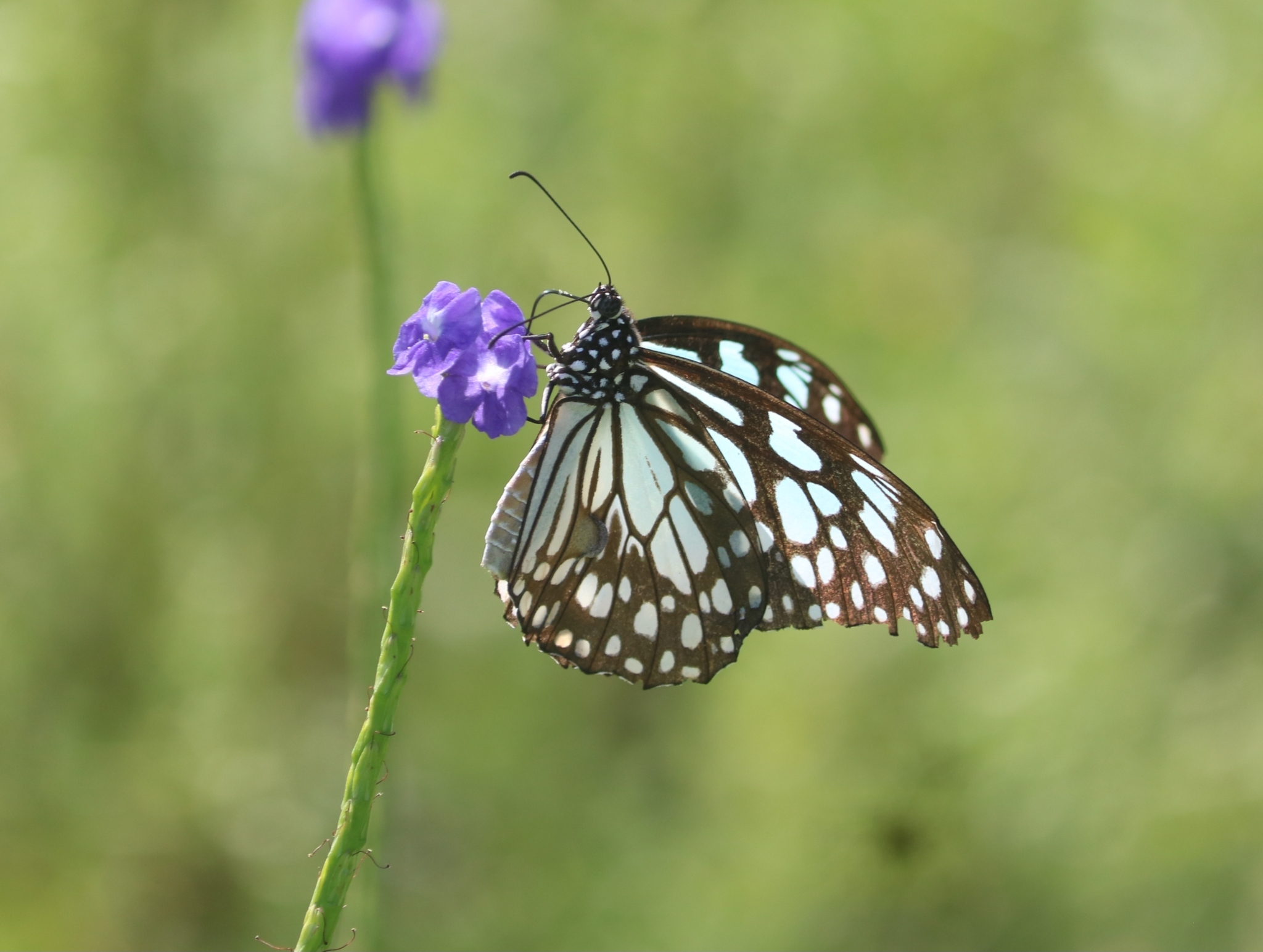 Blue Tiger