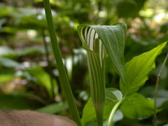 Arisaema stewardsonii