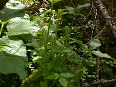 Arisaema stewardsonii