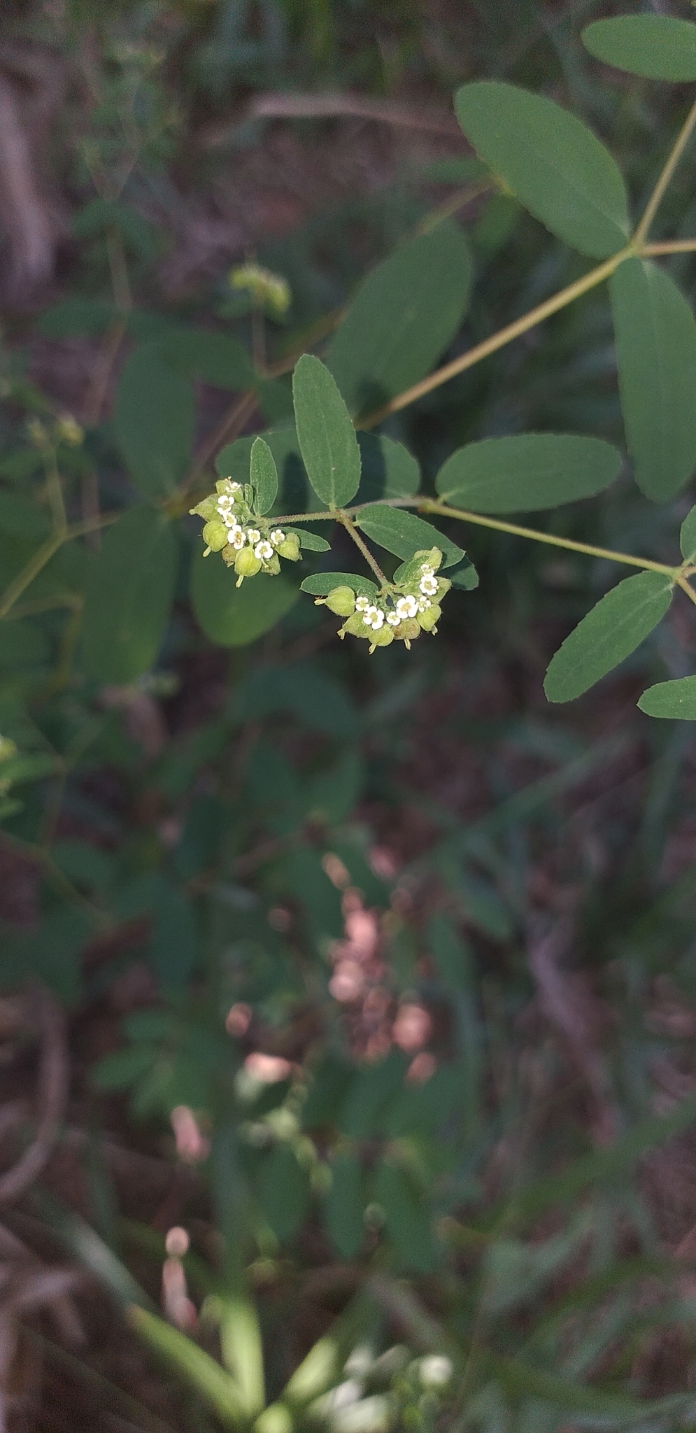 Euphorbia lasiocarpa