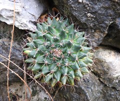 Mammillaria melanocentra melanocentra
