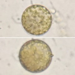 Thalassiosirales