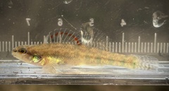 Backwater Darter photo 1