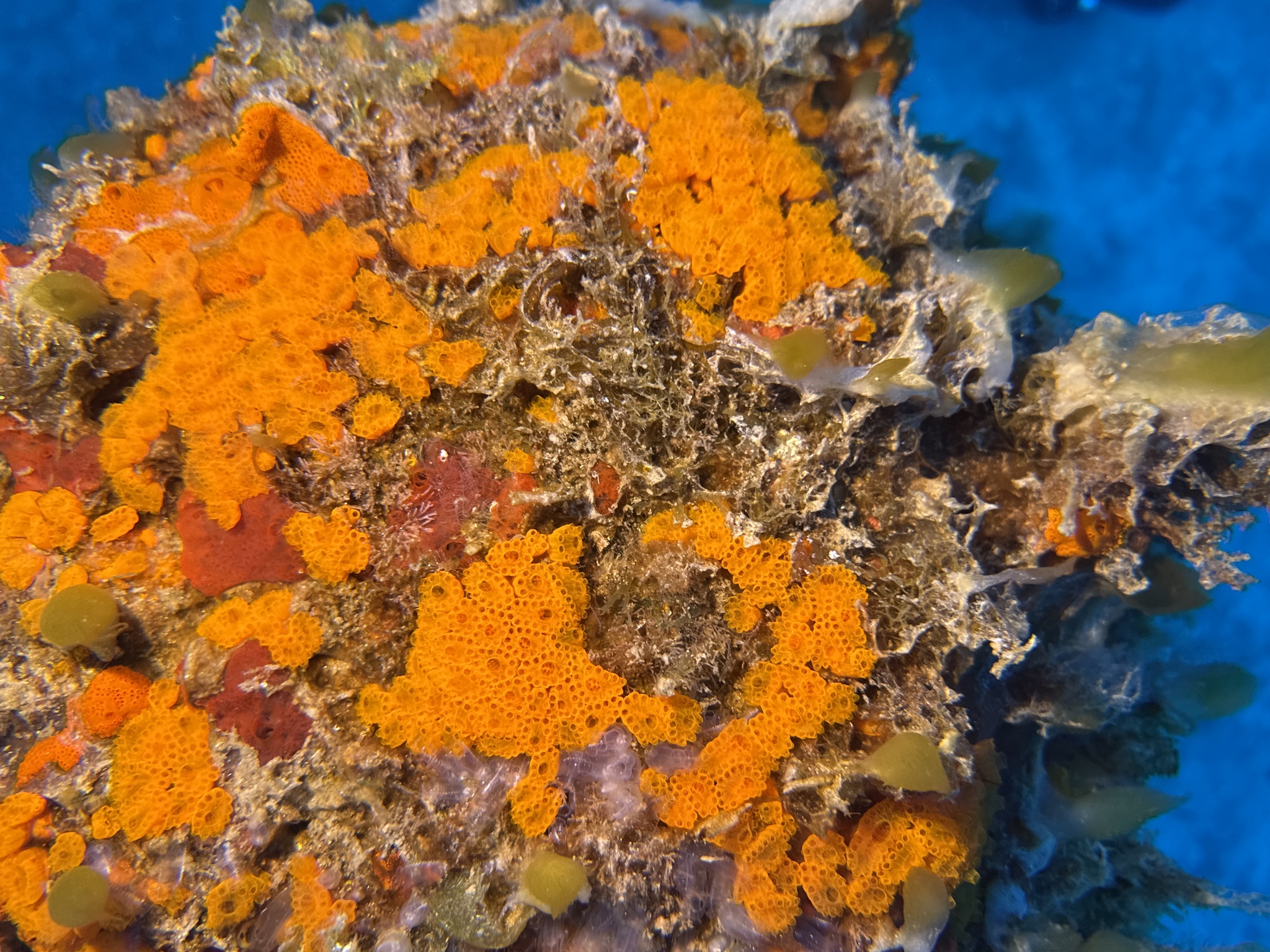 Distaplia corolla Monniot F., 1974