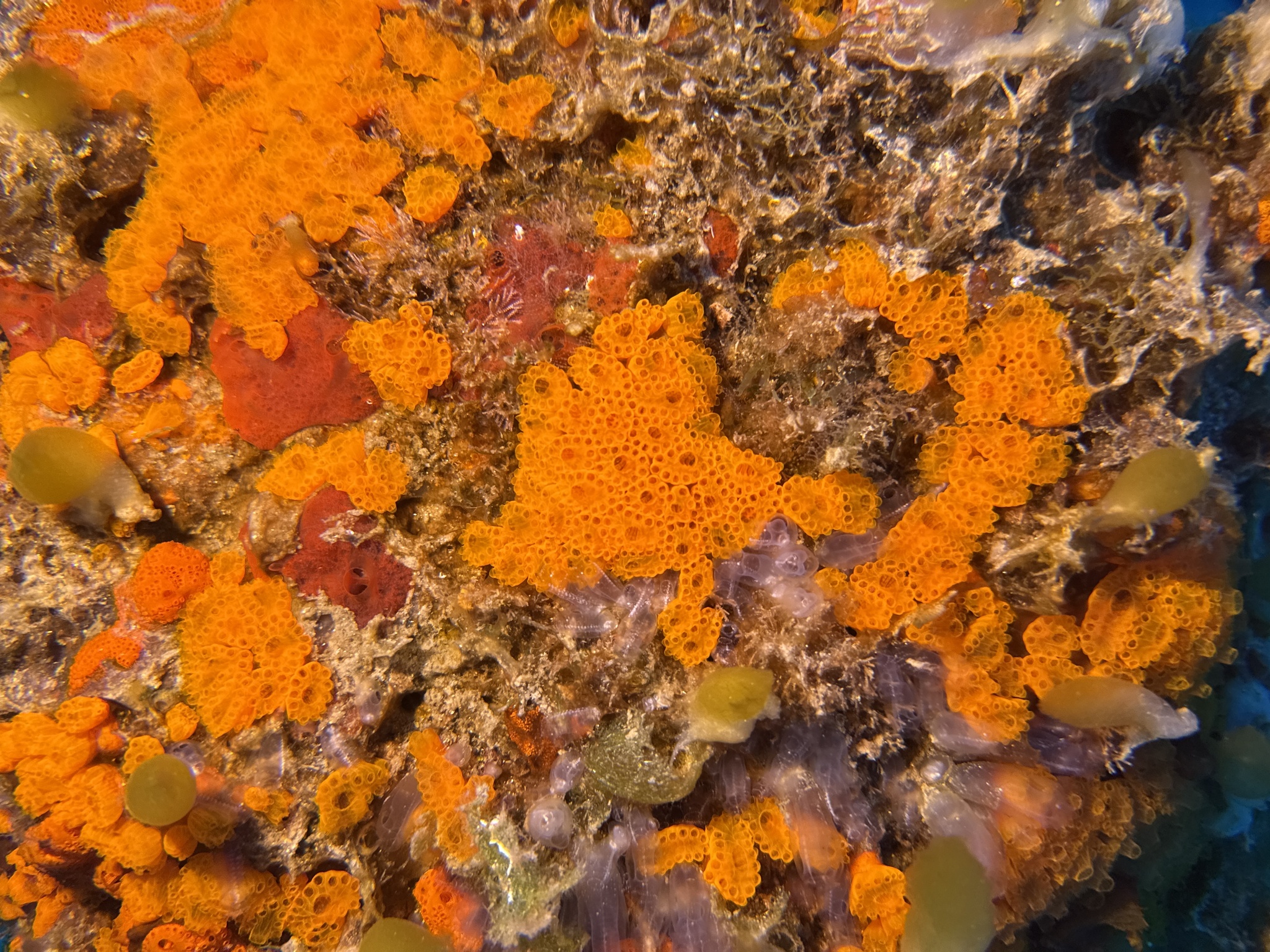 Distaplia corolla Monniot F., 1974