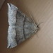 Maple Looper Moth - Photo (c) Eric Knopf, some rights reserved (CC BY-NC), uploaded by Eric Knopf