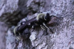 Laphria affinis